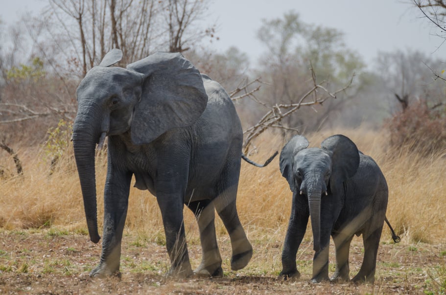 Young Small African Elephant Walking Alongside His Mother